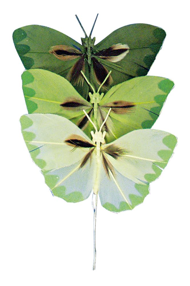 Набор декоративных элементов Бабочки