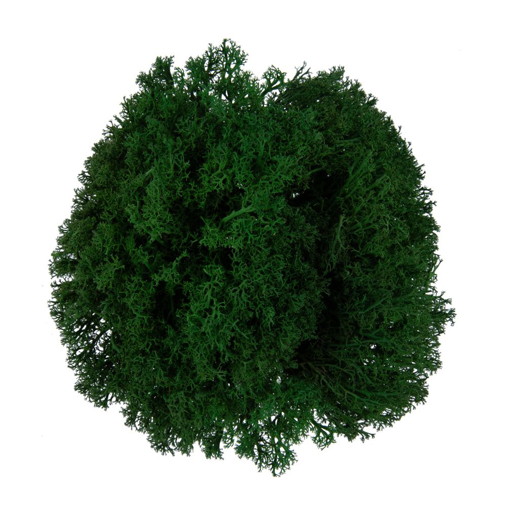 Мох королевский ягель стабилизированный окрашенный 45±5 г, №02 т. зеленый, Blumentag