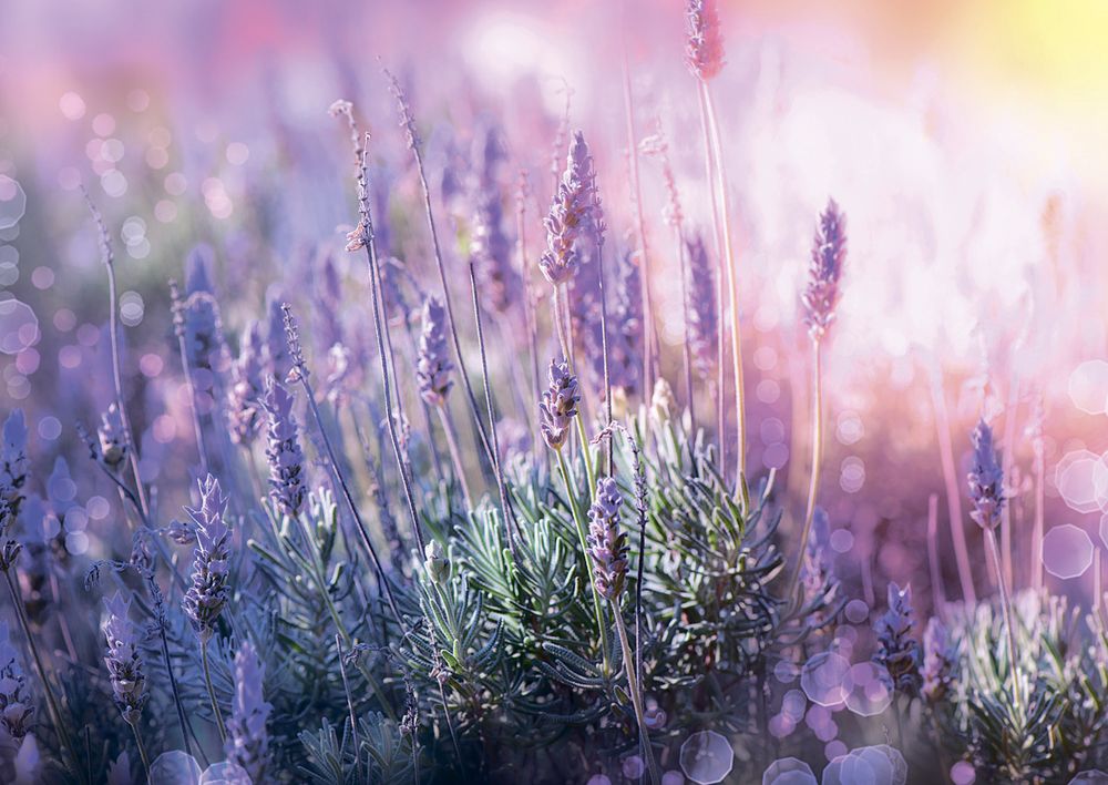 Пазл 500 элементов, Звуки лаванды, PZL-500/25, Фрея