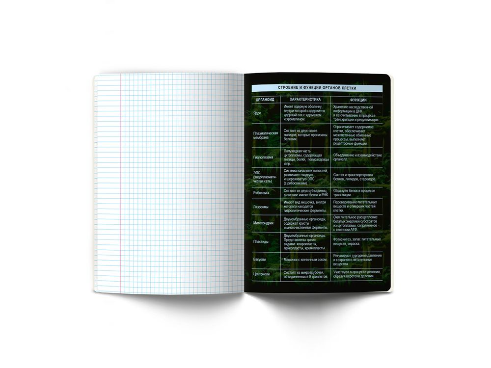 Тетрадь со справочным материалом Эволюция, глянцевая ламинация, A5+ 48 л. на скобе 65 г/м², белизна 100%, 10 шт, клетка, 00877 Биология, Светоч 48Т5