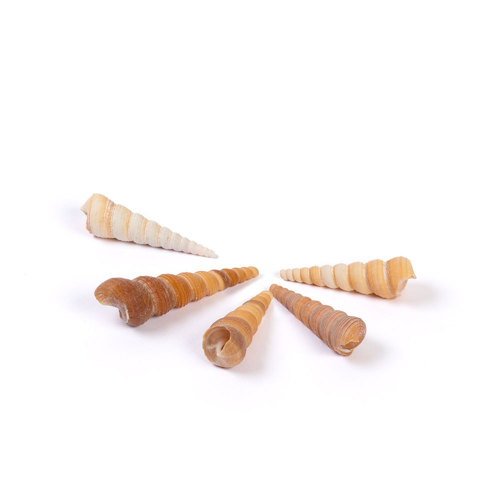 Ракушки декоративные, 5 шт, 10.1 см, Turritella Terebra, Zlatka DRF-025