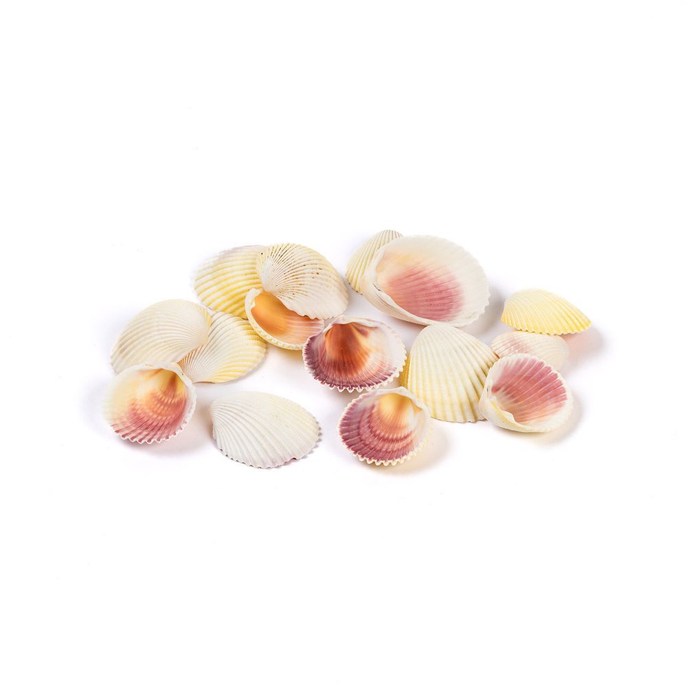 Ракушки декоративные, 15 шт, 5 см, Cardium Flavus, Zlatka DRF-030