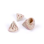 Ракушки декоративные, 3 шт, 6.3 см, Trochus Maculatus, Zlatka DRF-023