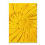 Тетрадь ученическая общая, выборочный лак, A4 96 л. на скобе 65 г/м², белизна 100 %, 6 шт, клетка, 01356 Солнечная, Светоч Т157