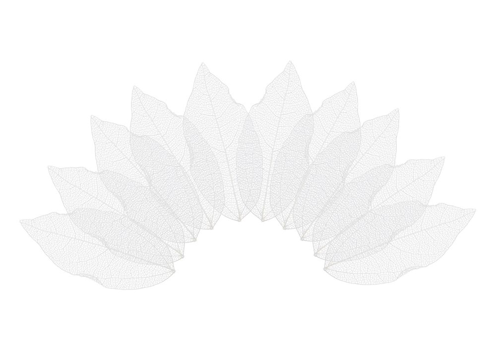 Листья скелетированные 2-6 см, 50 шт (5х10 шт), 01 белый, Mr.Painter SFL-01