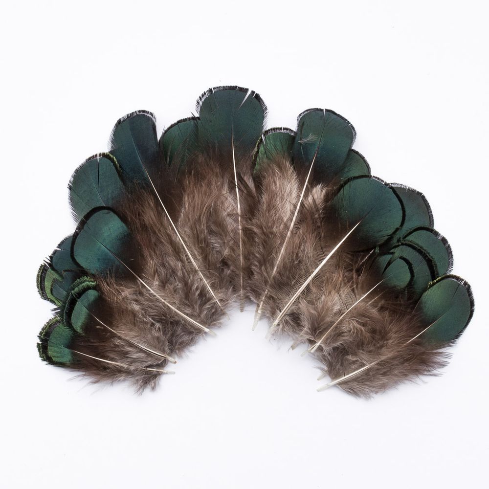 Перо фазана обработанное, 7-10см, 20 шт, XQ-660381