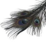 Перо павлина декоративное 25-30см, 10 штук (черный), AR204-2