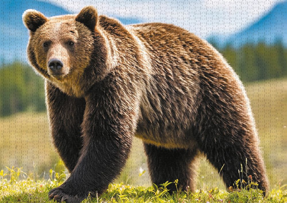 Пазл 2000 элементов, PZL-2000/44 Медведь среди гор, Фрея