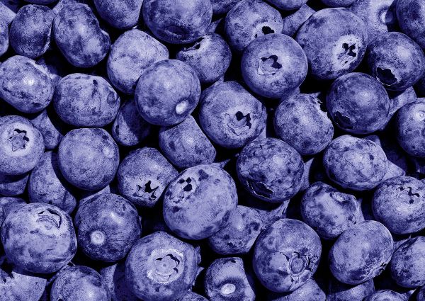 Пазл 500 элементов, Черничное настроение, Фрея PZL-500/31