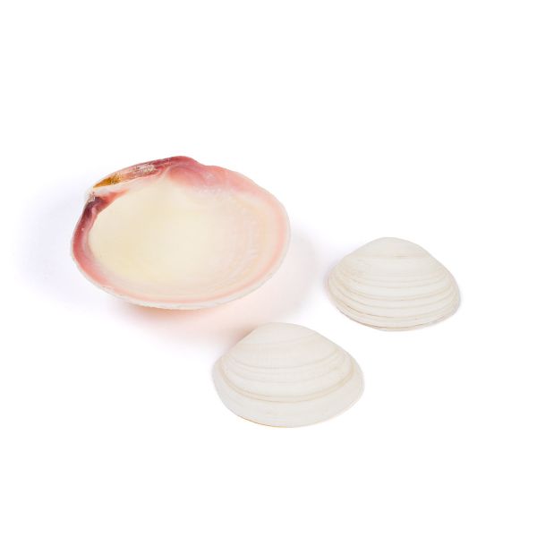 Ракушки декоративные, 3 шт, 8.2 см, Codakia Tigrina, Zlatka DRF-001