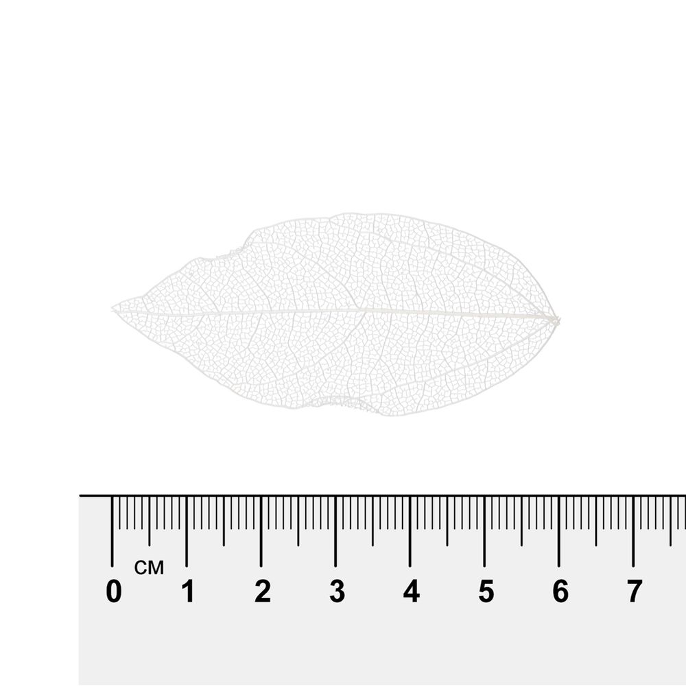 Листья скелетированные 2-6 см, 50 шт (5х10 шт), 01 белый, Mr.Painter SFL-01