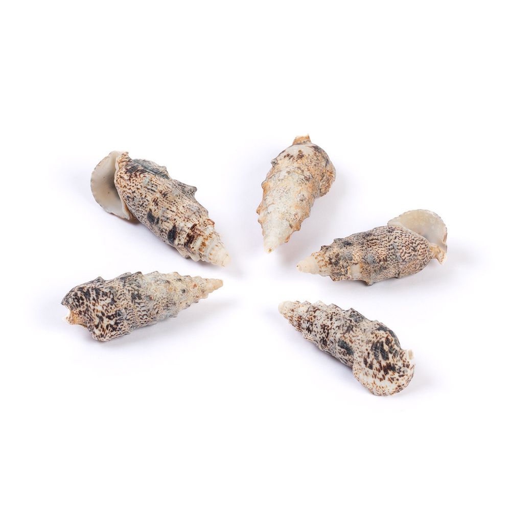 Ракушки декоративные, 5 шт, 6.3 см, Cerethium Aloco, Zlatka DRF-032