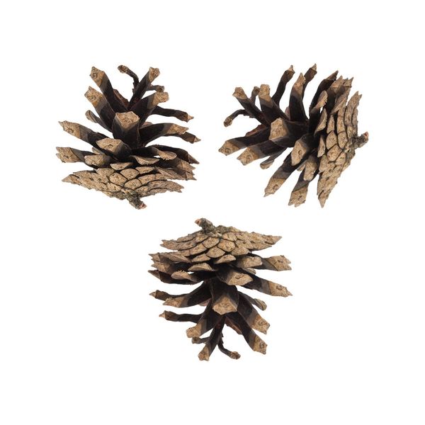 Шишки, 5 шт, 01 Сосна, Blumentag PIF-01