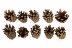 Шишки, 10 шт, 01 Сосна, Blumentag PIF-04