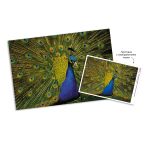 Пазл 500 элементов, PZL-500/75 Роскошный павлин, Фрея