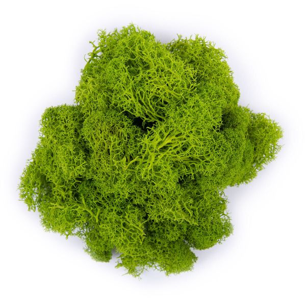 Мох стабилизированный окрашенный 50 г, 01 салатовый, Blumentag BMSR-50