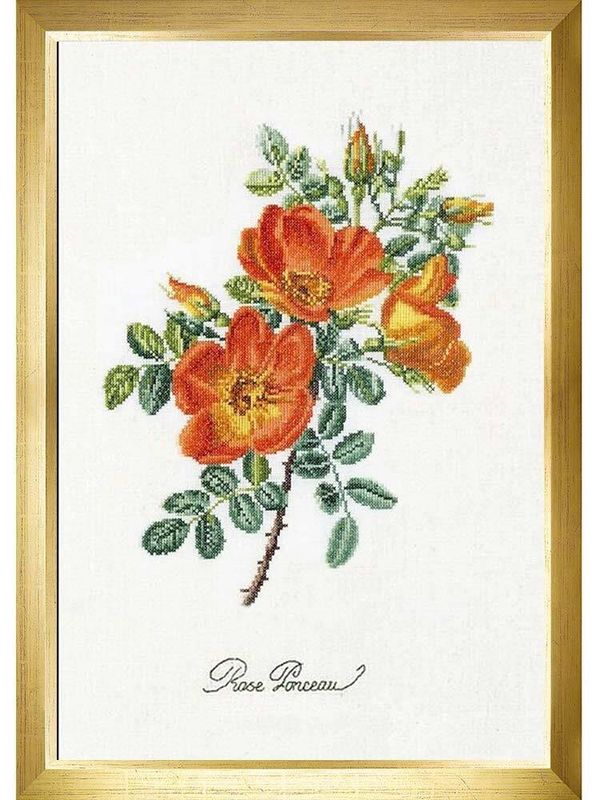 Набор для вышивания нитками Thea Gouverneur, Чайная роза, 26х38 см