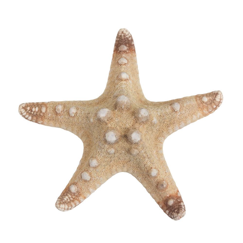 Морская звезда декоративная 5 шт, №01 натуральный, Blumentag MZF-001