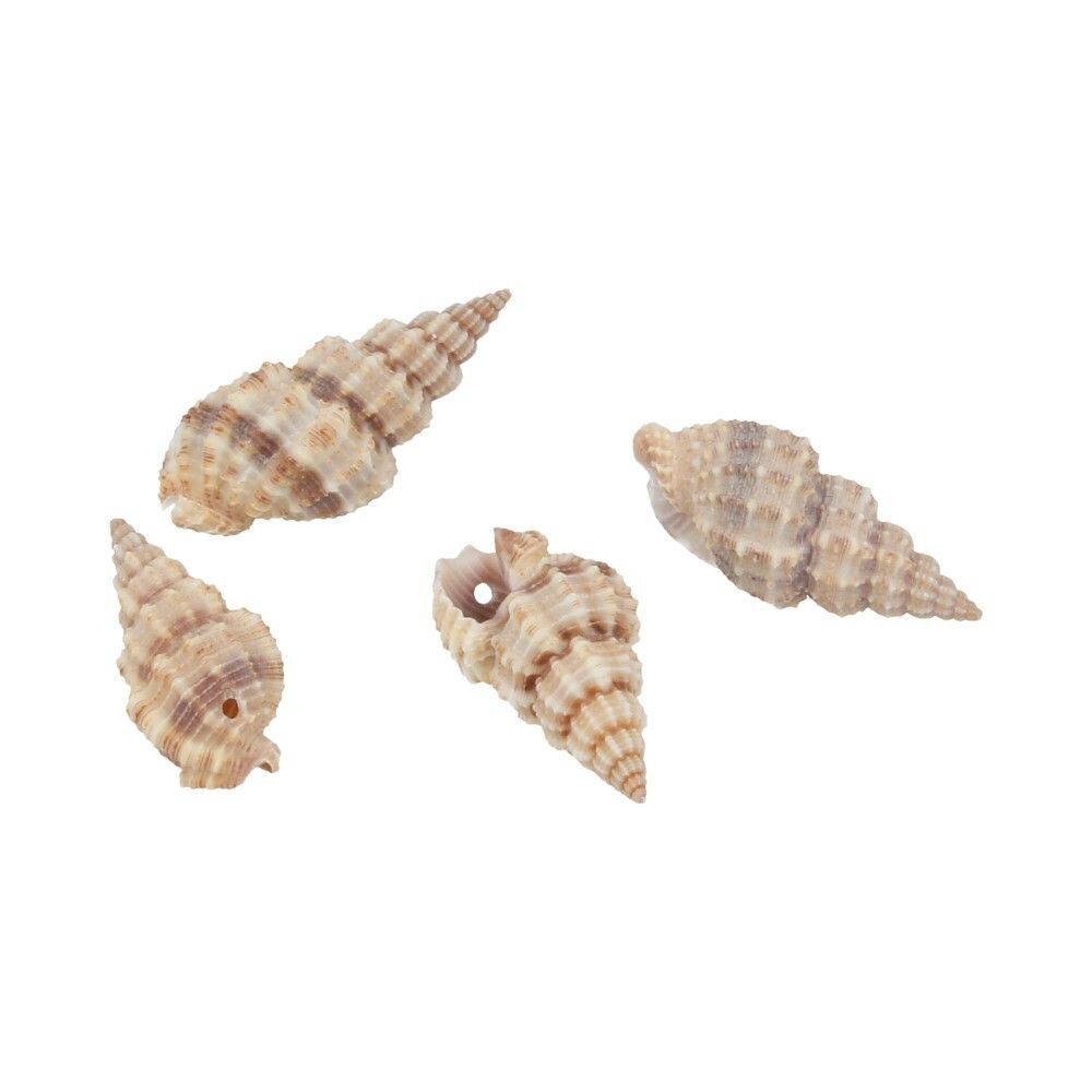 Ракушки декоративные 35х20 мм, 100 г (5х20 г), №01 натуральный, Zlatka D20-37