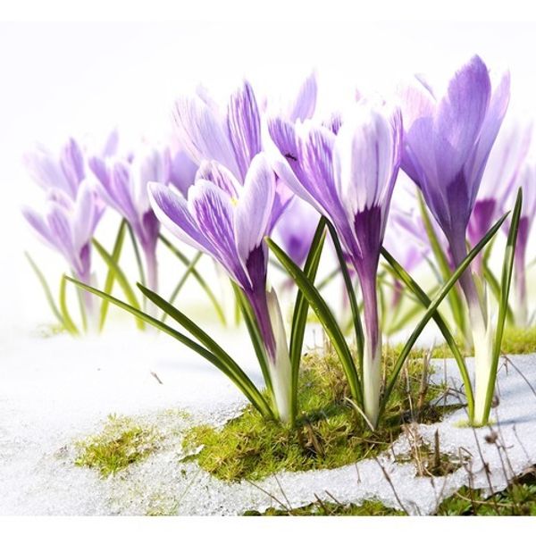 Набор для вышивания бисером Матренин Посад, Песня весны, 28х34 см