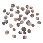 Ракушки декоративные 100гр, 2AR122