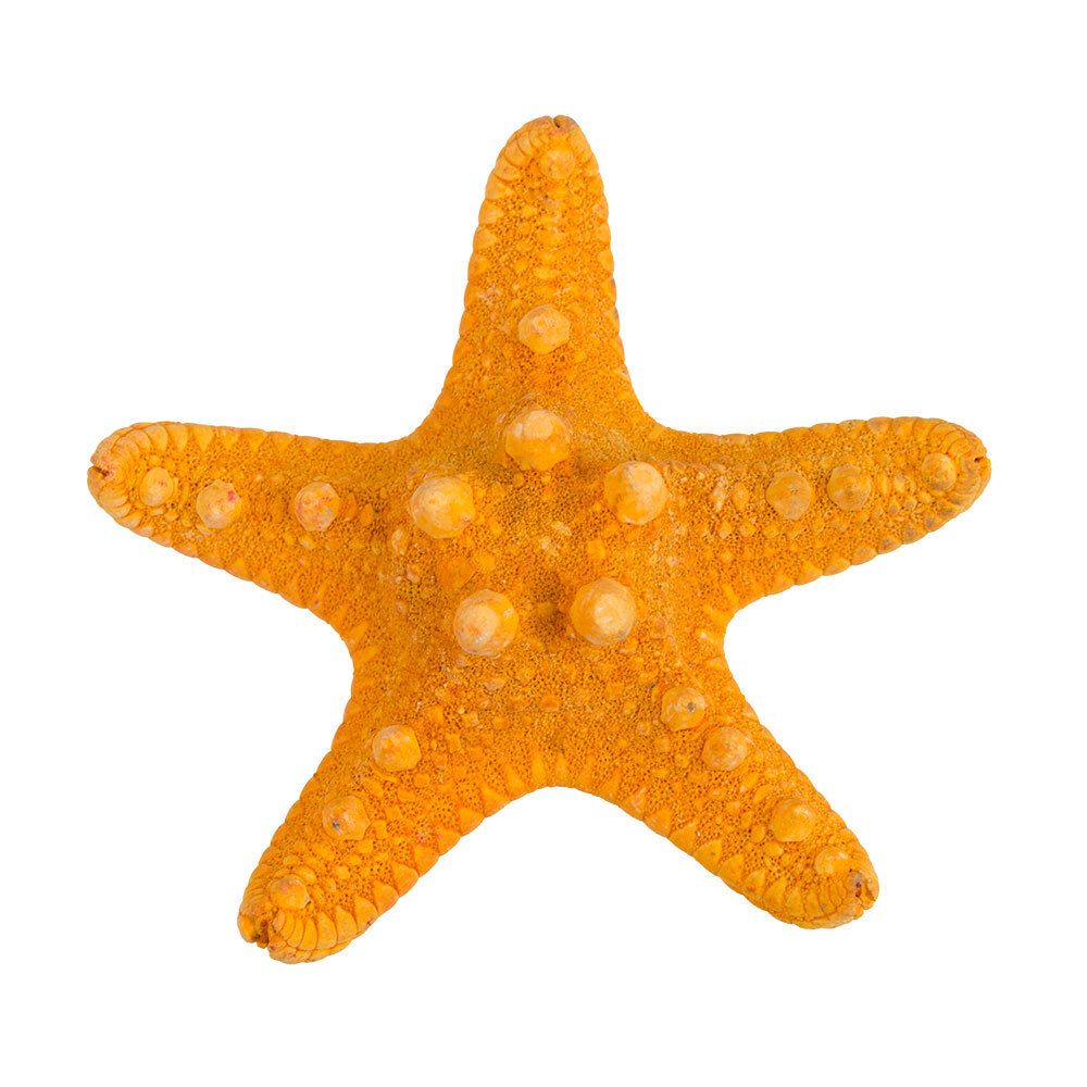 Морская звезда декоративная 5 шт, №02 оранжевый, Blumentag MZF-001