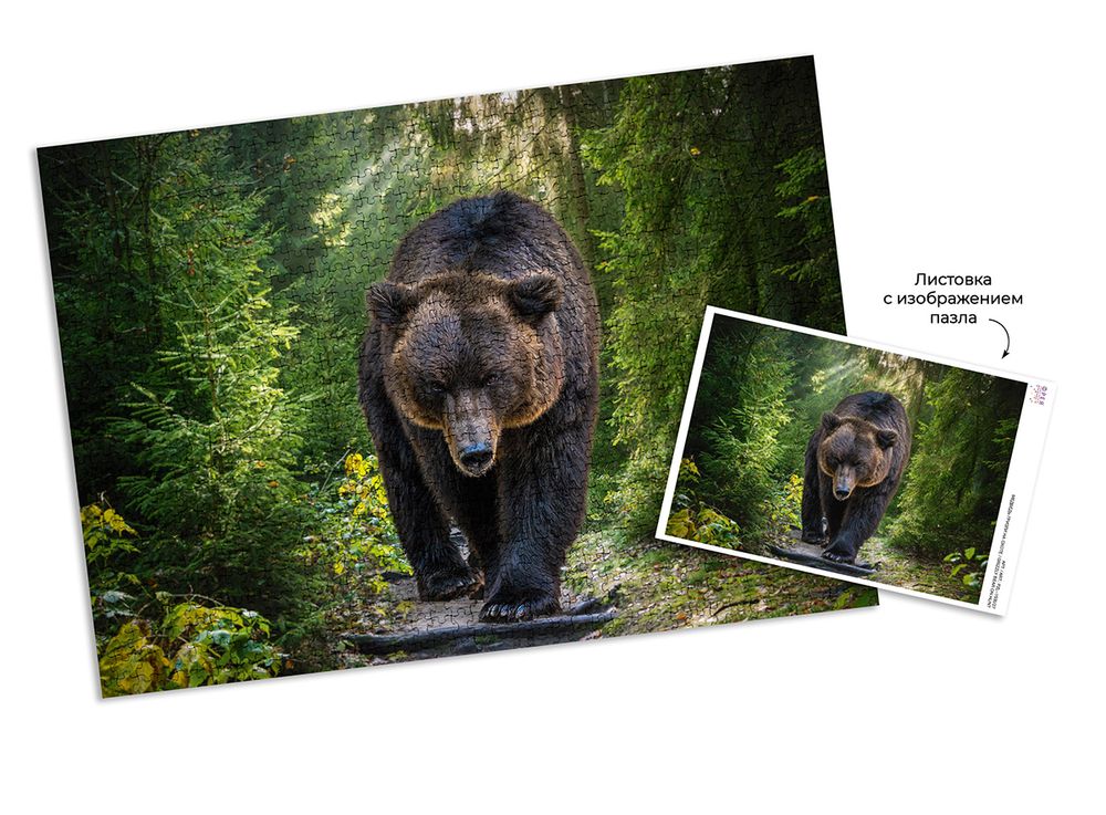 Пазл 1500 элементов, Медведь гризли на охоте, PZL-1500/27, Фрея