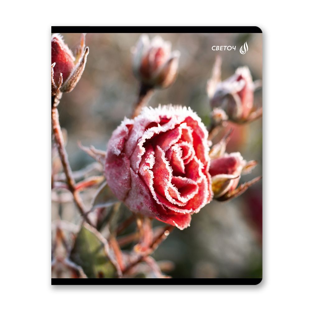 Тетрадь ученическая общая, глянцевая ламинация A5 48 л. на скобе 65 г/м², белизна 100% 10 шт клетка, 01503 Морозная свежесть, Светоч Т71