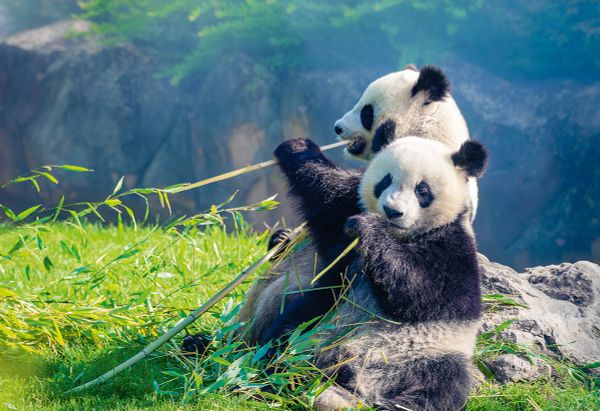 Пазл 500 элементов, Панды на отдыхе, PZL-500/51, Фрея