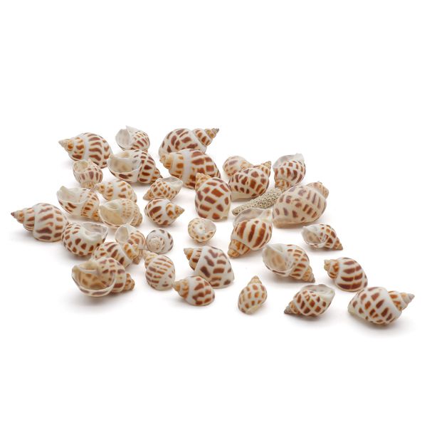 Ракушки декоративные 100гр, 2AR126