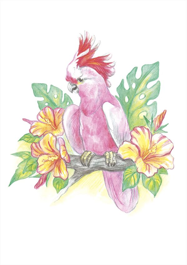 Скетч для раскрашивания цветными карандашами Фрея, Австралийский розовый какаду 29.7х21 см, 1 л