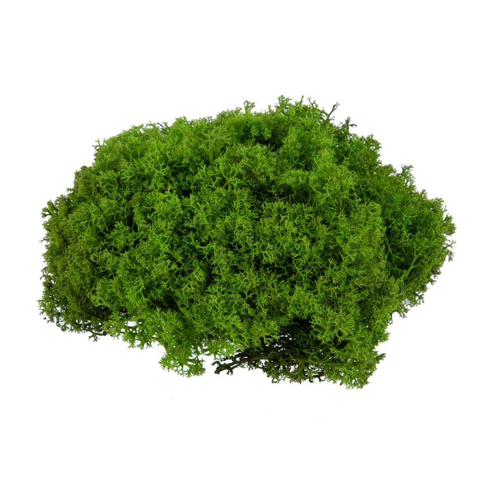 Мох королевский ягель стабилизированный окрашенный 45±5 г, №01 салатовый, Blumentag