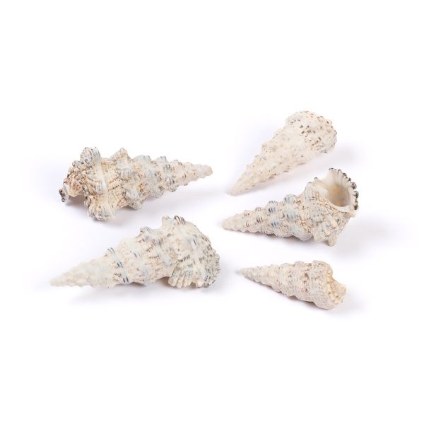 Ракушки декоративные, 5 шт, 9.5 см, Cerethium Nodolosum Asstd, Zlatka DRF-033