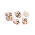 Ракушки декоративные, 5 шт, 6.9 см, Turbo Chrysostomus, Zlatka DRF-024