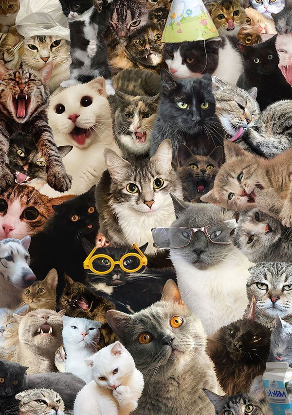 Пазл 500 элементов, Кошачий беспредел, PZL-500/42, Фрея