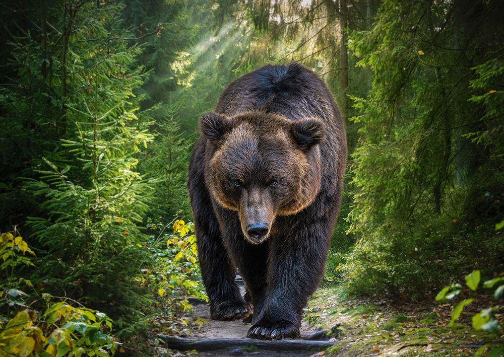 Пазл 1500 элементов, Медведь гризли на охоте, PZL-1500/27, Фрея