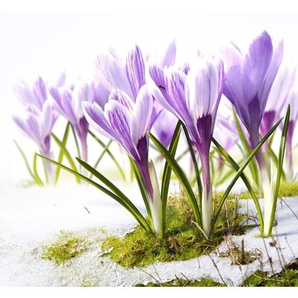 Набор для вышивания бисером Матренин Посад, Песня весны, 28х34 см