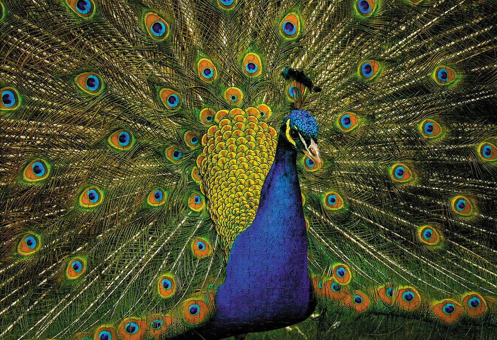 Пазл 500 элементов, PZL-500/75 Роскошный павлин, Фрея