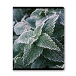 Тетрадь ученическая общая, глянцевая ламинация A5 48 л. на скобе 65 г/м², белизна 100% 10 шт клетка, 01503 Морозная свежесть, Светоч Т71