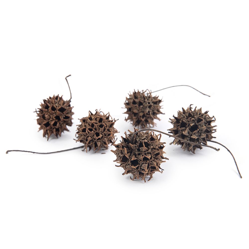 Шишки ликвидамбара d. 2.5 см, ± 1, 5 шт, 15 г, ± 5 г, 01, Blumentag PIF-09