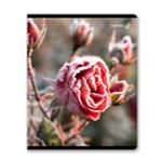 Тетрадь ученическая общая, глянцевая ламинация A5 48 л. на скобе 65 г/м², белизна 100% 10 шт клетка, 01503 Морозная свежесть, Светоч Т71