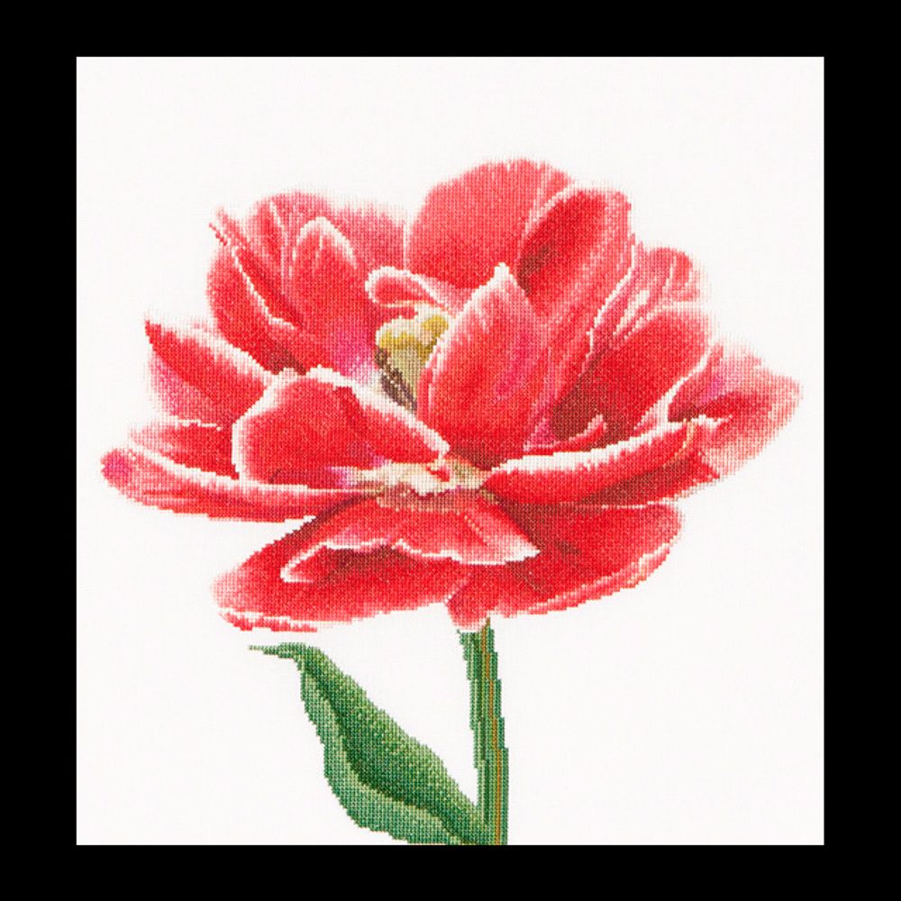 Thea Gouverneur, Ранний, красно-белый тюльпан, 34х36 см