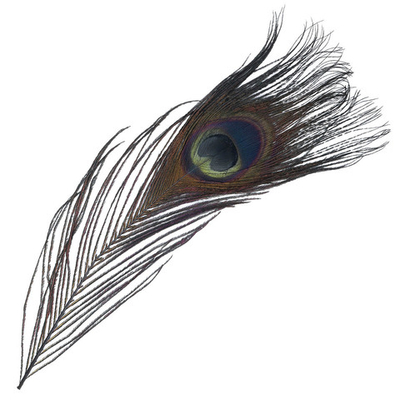 Перо павлина декоративное 25-30см, 10 штук (черный), AR204-2