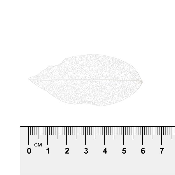 Листья скелетированные 2-6 см, 50 шт (5х10 шт), 01 белый, Mr.Painter SFL-01