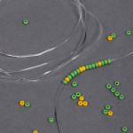 Нить силиконовая 0.8 мм, 0215-1012 цв.прозрачный рул.30м, 10 катушек