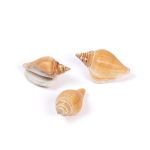 Ракушки декоративные, 3 шт, 6.3 см, Strombus Canarium, Zlatka DRF-017