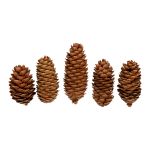 Шишки, 5 шт, 01 Ель, Blumentag CIF-01