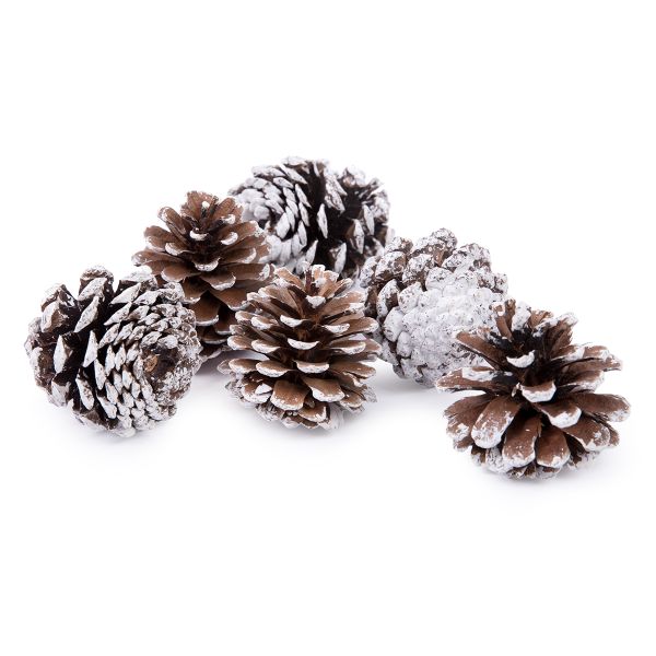 Шишки сосновые, 6 шт, 01, Blumentag PIF-05