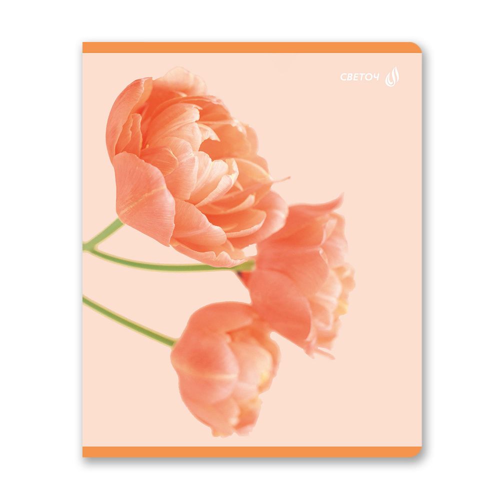 Тетрадь ученическая общая, матовая ламинация, A5+ 96 л. на скобе 65 г/м², белизна 100 %, 5 шт, клетка, 01005 Абрикосовый краш, Светоч 96Т16