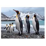 Пазл. Премиальная коллекция 500 элементов, TOP-PZL-500/08 Земля пингвинов, Фрея